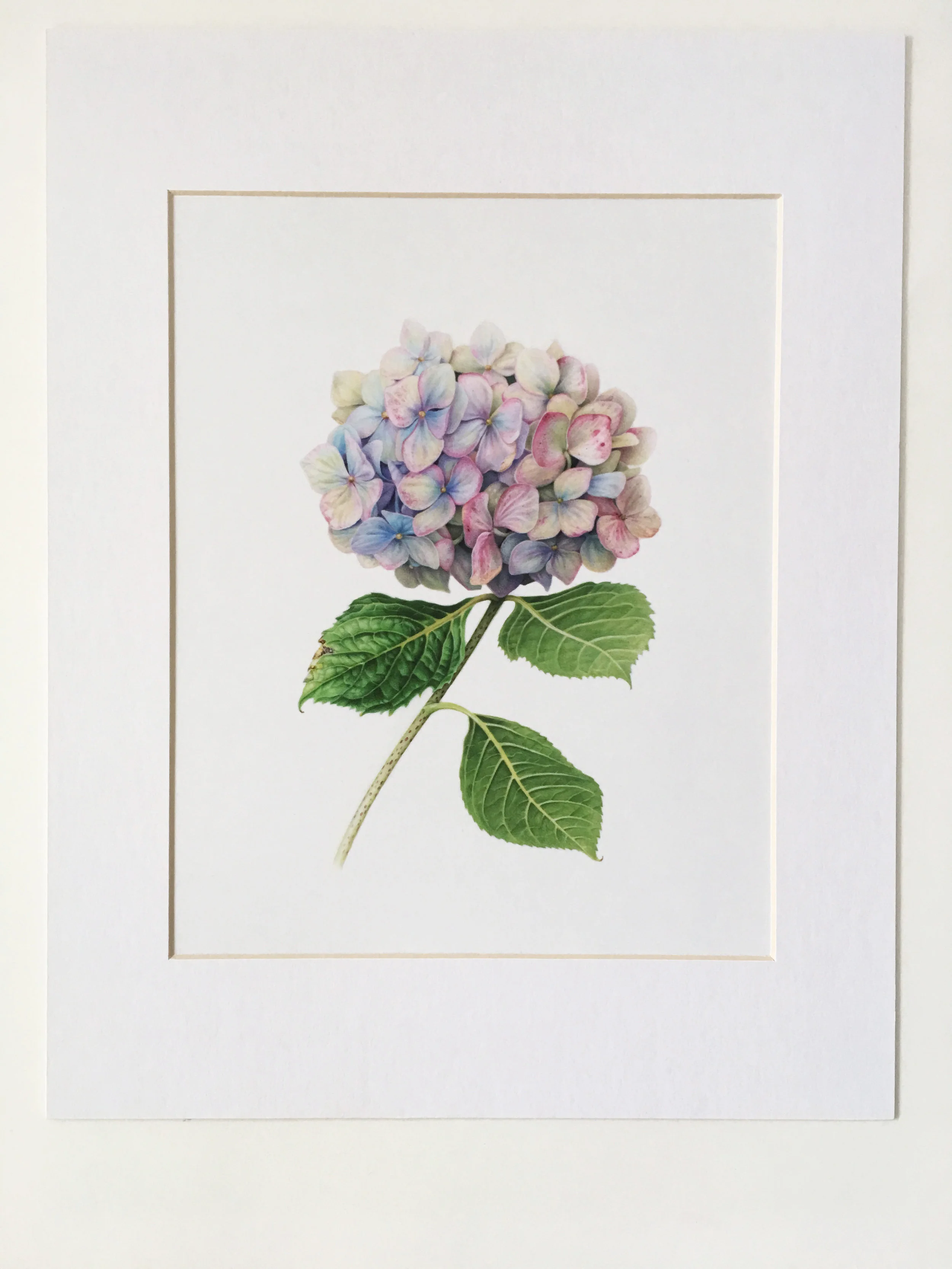 Hydrangea 1